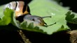 Schnecke