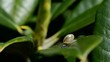 Schnecke
