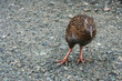 Western Weka