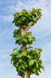 Teak tree and the blue sky.