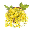 beautiful bouquet yellow acacia, flowers in a basket