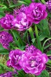 Flowers in a botanical garden