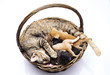 Siam Family cats