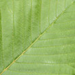 green leaf closeup