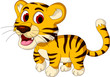 cute baby tiger walking
