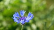 Blue cornflower and singing  birds