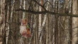 blue and black-capped chickadees on tree branch
