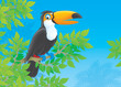 Toucan in a tropical forest