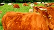 Livestock on the spring pasture.