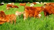Livestock on the pasture in spring time.