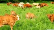 Calf and cows behind on the spring pasture.