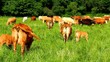 Cows and calfs on the spring pasture.