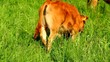 Calf on the pasture.