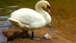 A swan fammily and ducks on the emerald lake.