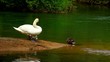 A conversation between duck and swan familiy.