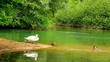 Swan family on the lake and ducks arround.
