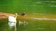 Swan family on the lake.