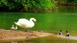 A swan fammily and ducks on the emerald lake.
