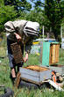 Beekeeper working