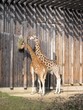 Girafes, parc de la Tête d'or à Lyon - Giraffes in Lyon