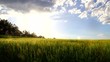 Vidéo : Afternoon on the field of young barley. Afternoon on the field of young barley.