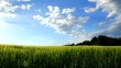 Vidéo : Young barley on the field in mild wind. Young barley on the field in mild wind.