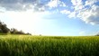 Vidéo : A field of young barley. A field of young barley.