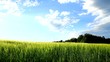 Vidéo : Young green barley on the field. Young green barley on the field.