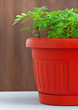 Saucer with a decorative plant.