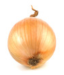 Fresh bulbs of onion on a white background