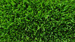 Texture green lawn