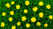 yellow dandelion