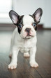 French bulldog puppy