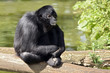Black-headed spider monkey sitting on a tree trunk