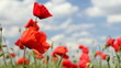 Poppy field, dancing in the wind