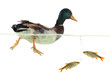 Photo: wild duck wild duck