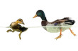 Photo: wild duck wild duck