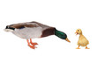 Photo: wild duck wild duck
