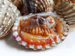 Roast Blood Cockle