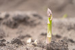 Asparagus on the field