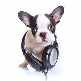 French bulldog puppy with headphones over white background