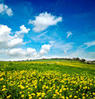 Landschaft im Frühling: üppige Löwenzahnblüten