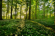 Foto: forest anemones forest anemones