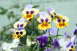Yellow and white pansies