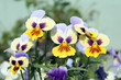 Yellow and white pansies