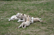 Lions