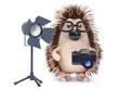 Cute hedgehog has his own studio