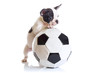Photo: French bulldog puppy with soccer ball over white French bulldog puppy with soccer ball over white