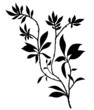 Tree branches silhouette with lot of leaves