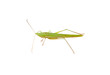 Grasshopper